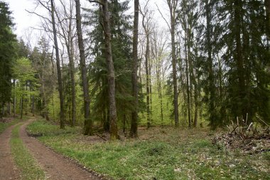 İlkbaharda bir ormanda yürüyüş yolu, genç yeşil yapraklar