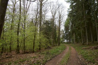 İlkbaharda bir ormanda yürüyüş yolu, genç yeşil yapraklar