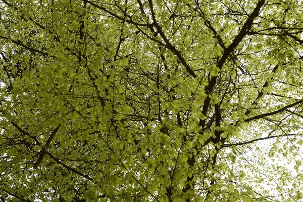 春には森の中をハイキング、若い緑の葉 — ストック写真