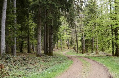İlkbaharda bir ormanda yürüyüş yolu, genç yeşil yapraklar