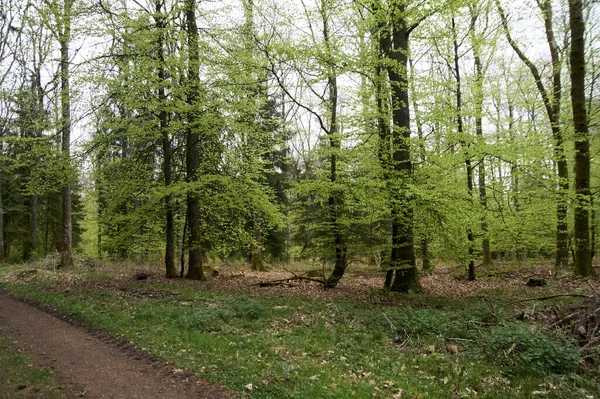 Randonnée pédestre à travers une forêt au printemps, jeune feuillage vert — Photo