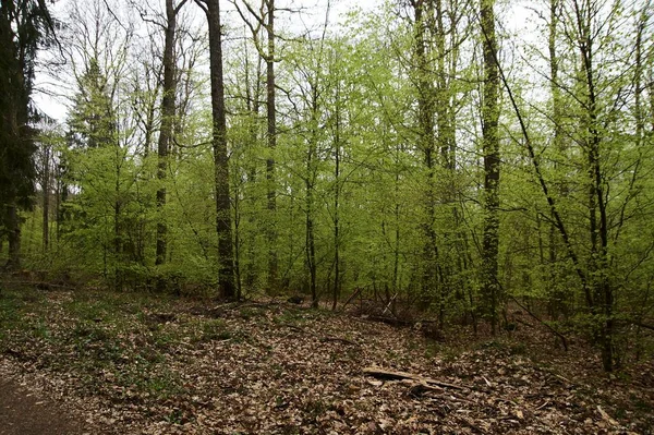 Wandelpad door een bos in het voorjaar, jong groen blad — Stockfoto