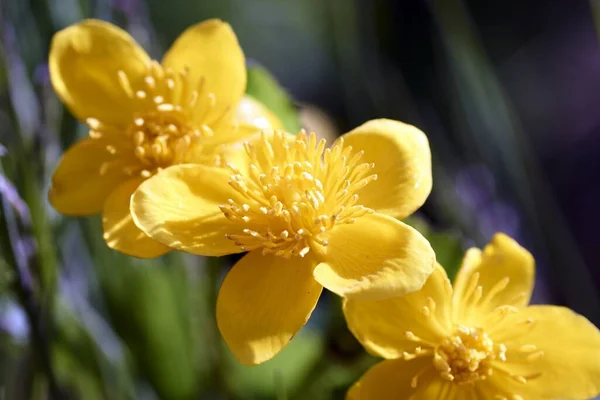 Marais à fleurs printanières Caltha palustris, dans un étang de jardin — Photo