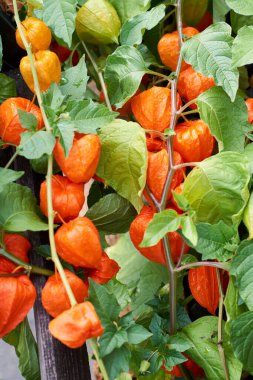 Daldaki kırmızı kabuktaki bitki örtüsü, Physalis Peruviana..
