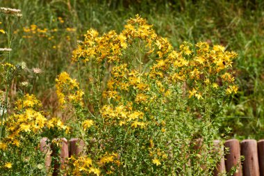 Büyüyen St. John 's Wort Hypericum perforatum' u deldi. .