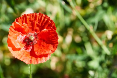 Vahşi gelincik papaver rhoeas yazın açar.