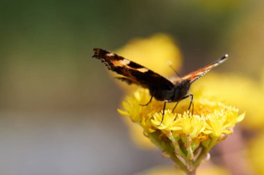 Sarı bir çiçeğin üzerinde gözleri olan parlak, güzel bir kelebek..