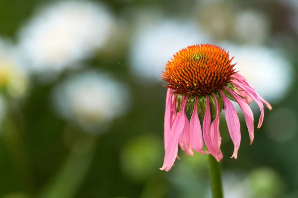 Blühende Heilpflanze Echinacea Purpurea Oder Sonnenhut Nahaufnahme Selektiver Fokus Zentrum — Stockfoto