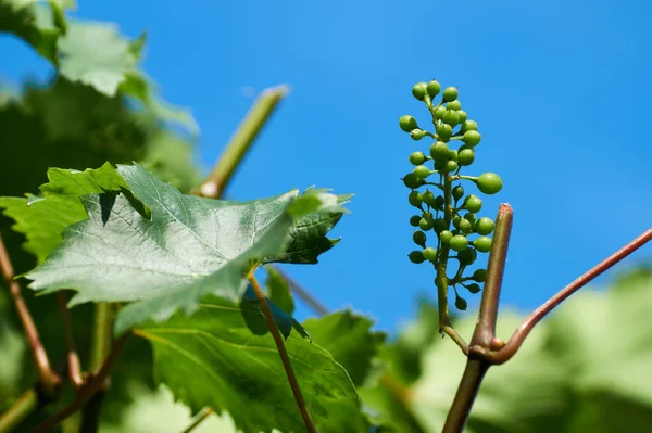 Białe Winogrona Wiszące Krzewie Słoneczny Piękny Dzień — Zdjęcie stockowe
