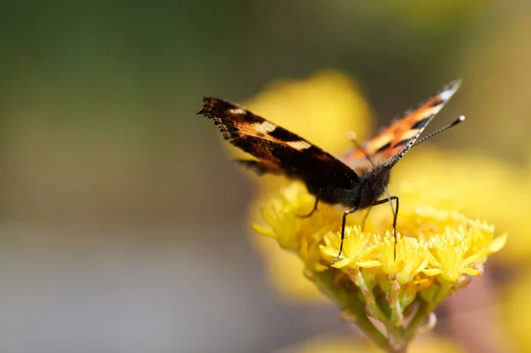 Brillante Hermosa Mariposa Con Ojos Las Alas Una Flor Amarilla — Foto de Stock