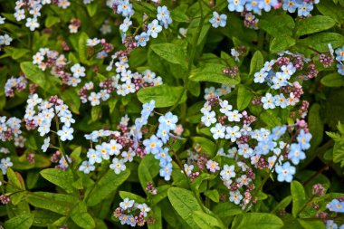 Birçok güzel mavi myositin arka planı.