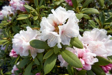 Rhododendron ferrugineum pembe açık mor çiçekler güneşli bir günde kapanır.