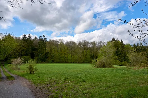 Cesta Lesem Jaře Mladé Zelené Listí — Stock fotografie