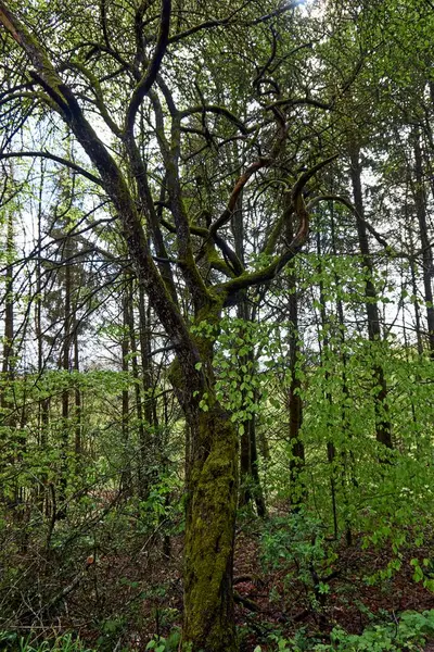 Caminho Caminhada Por Uma Floresta Primavera Folhagem Verde Jovem — Fotografia de Stock