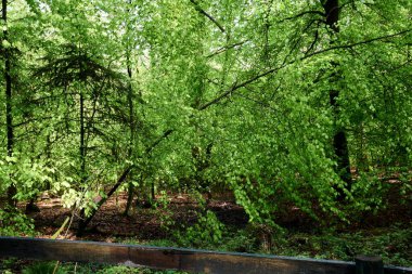 İlkbaharda bir ormanda yürüyüş yolu, genç yeşil yapraklar.