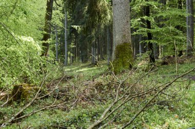 İlkbaharda bir ormanda yürüyüş yolu, genç yeşil yapraklar.