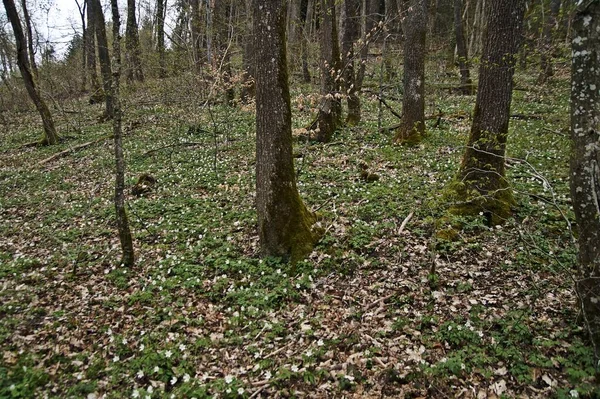 Randonnée Pédestre Travers Une Forêt Printemps Jeune Feuillage Vert — Photo