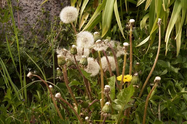 Verblasster Löwenzahn Taraxacum Sekte Ruderalien Frühling Deutschland — Stockfoto