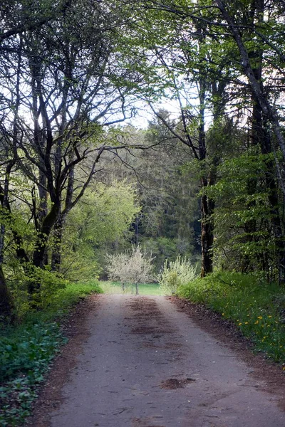Caminho de caminhada por uma floresta na primavera, folhagem verde jovem — Fotografia de Stock