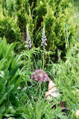 Yazın birçok çiçek açan lupin bitkisi fotoğraflandı.