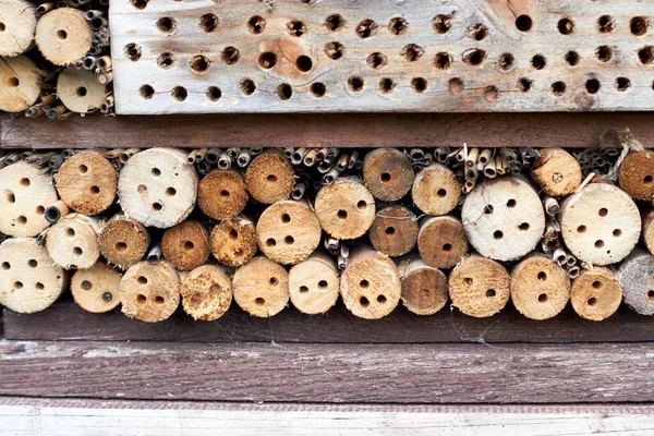 Prova de abelhas selvagens. mason bee Osmia em um hotel de insetos de ajuda de nidificação artificial — Fotografia de Stock