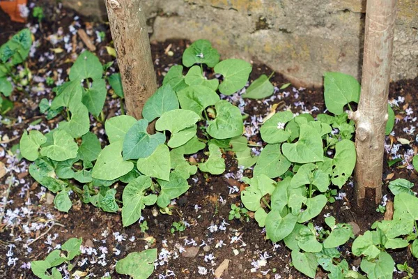 Feijão jovem Plantas do gênero que estão em um pé de feijão prestes a crescer. — Fotografia de Stock