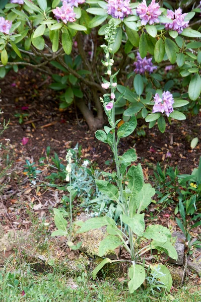 Blooming Vivid Wild Purple Pink Foxglove Digitalis Flowers Green Grass — Stock Photo, Image