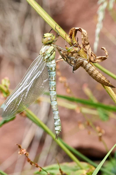 A pretty female Migrant Hawker Dragonfly, Aeshna mixta, perching on a reed at the edge of a pond. — Stock Photo, Image