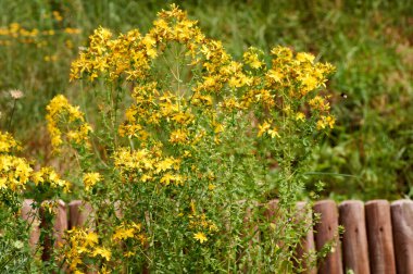 Büyüyen St. John 's Wort Hypericum perforatum' u deldi. .