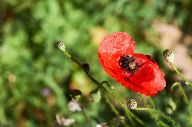 Vahşi gelincik papaver rhoeas yazın açar.
