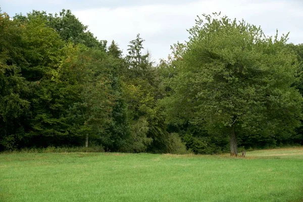 Paisaje de otoño con árboles de colores cerca de Daun, Eifel — Foto de Stock