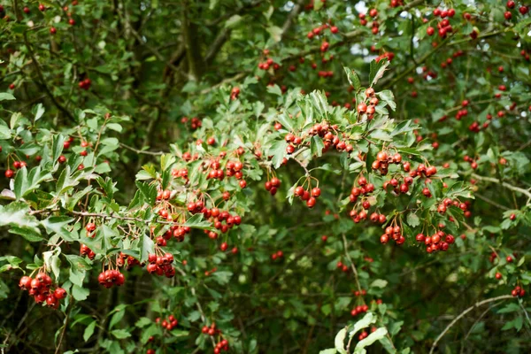 Briar, wild rose hip shrub in nature — Stock Photo, Image