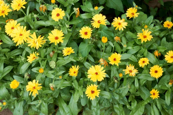 Blühende Calendula lat. Calendula officinalis auf einem Beet im Sommergarten — Stockfoto