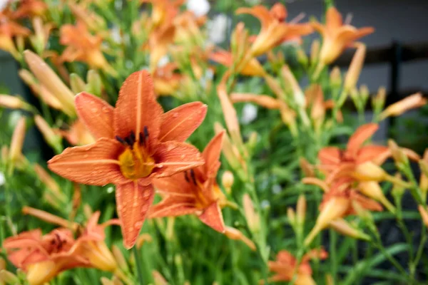 Orange lily flowers in nature. Charming blooming tender lily flower - summer background for advertising and isolating. Flower of a Fire Lily Lilium bulbiferum