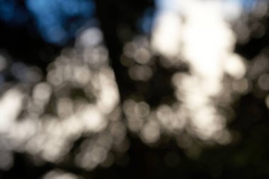 Bokeh, doğa ormanının odak alanı dışında.