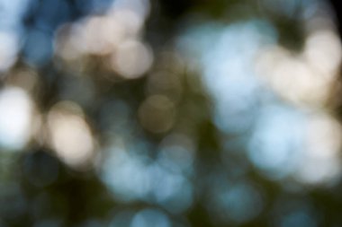 Bokeh, doğa ormanının odak alanı dışında.