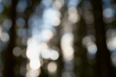 Bokeh, doğa ormanının odak alanı dışında.