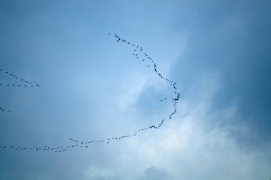 Mavi gökyüzünün önünde uçan yaban kazlarının siluetleri