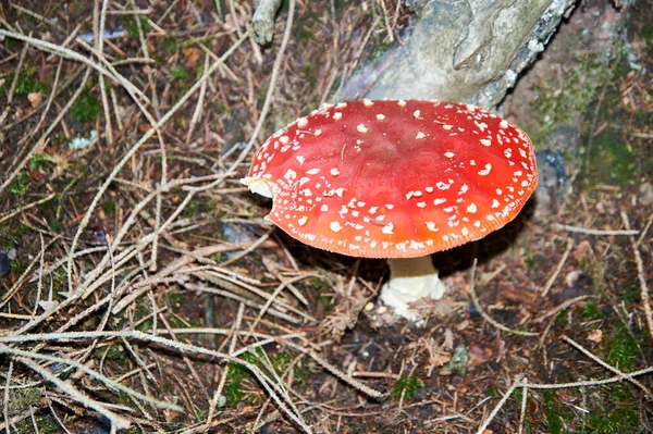 Muszla Agaric lub Mucha Amanita Amanita jest obecnie znana głównie ze swoich właściwości halucynogennych. — Zdjęcie stockowe