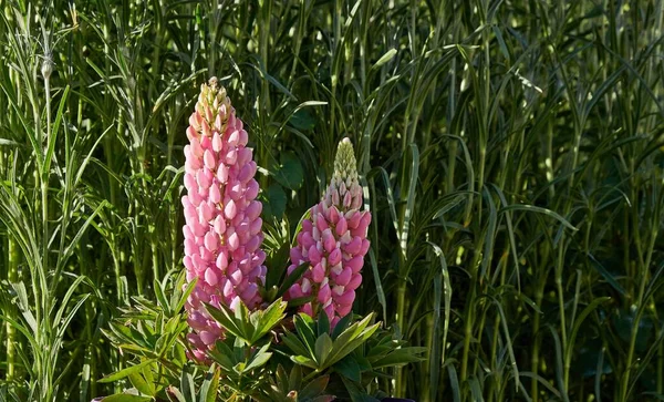 Rosa lupine Lupinus, flor lupin florescendo no prado. Lupins em plena floração. Imagem De Stock