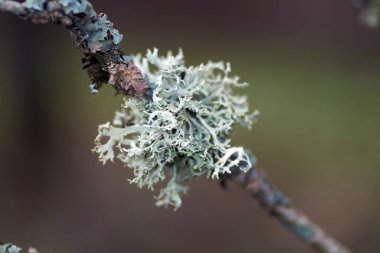 Pürüzlü benekli kalkan liken Punctelia rudecta mavi-yeşil yapraklı thallus
