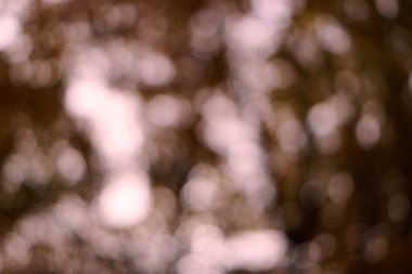 Bokeh, doğa ormanının odak alanı dışında..