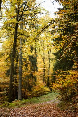 Sonbahar kayın yaprakları, dallardaki sarı yapraklar mavi gökyüzüne karşı bolca kopya alanı.