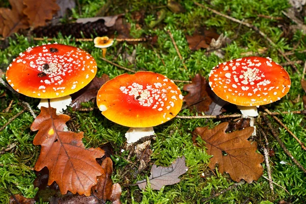 Jesień Czas Grzyby Takie Jak Mucha Agaric Czerwonym Kapturem Białymi — Zdjęcie stockowe