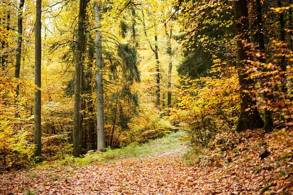 Hojas Haya Otoño Hojas Amarillas Ramas Contra Cielo Azul Con — Foto de Stock