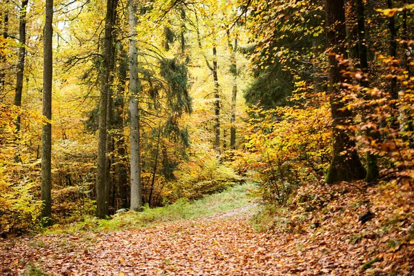 Hojas Haya Otoño Hojas Amarillas Ramas Contra Cielo Azul Con — Foto de Stock