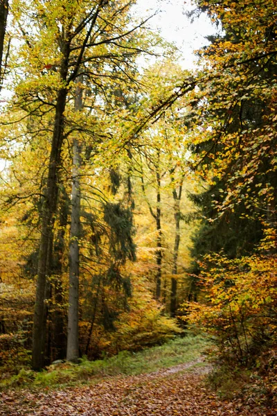 Hojas Haya Otoño Hojas Amarillas Ramas Contra Cielo Azul Con — Foto de Stock