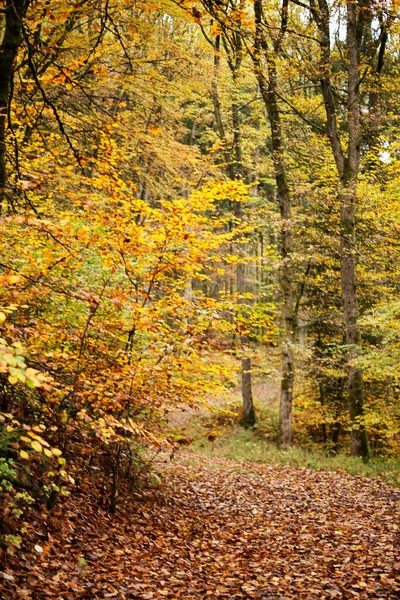 Hojas de haya de otoño, hojas amarillas en ramas contra el cielo azul con mucho espacio para copiar. — Foto de Stock