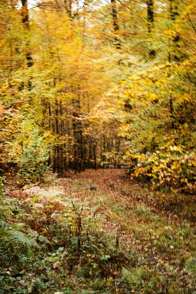 Folhas de faia de outono, folhas amarelas em ramos contra o céu azul com espaço de cópia abundância. — Fotografia de Stock