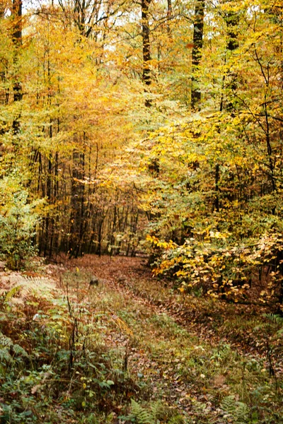 Herfst beuken bladeren, gele bladeren op takken tegen blauwe lucht met veel kopieerruimte. — Stockfoto